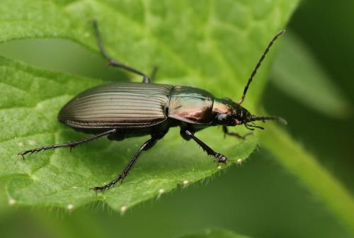 Réf. 221 818 : Poecilus cupreus
